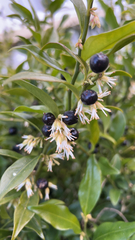 Sarcococca