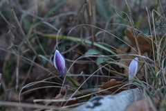 Crocus weldenii