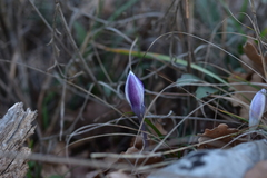Crocus weldenii