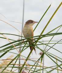 Spartonoica maluroides