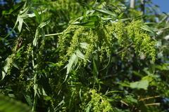 Datisca cannabina