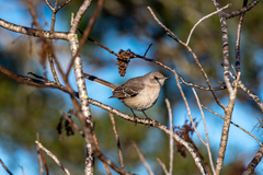 Mimus polyglottos image