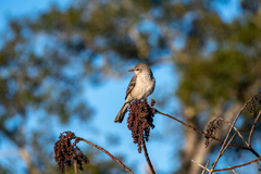 Mimus polyglottos image