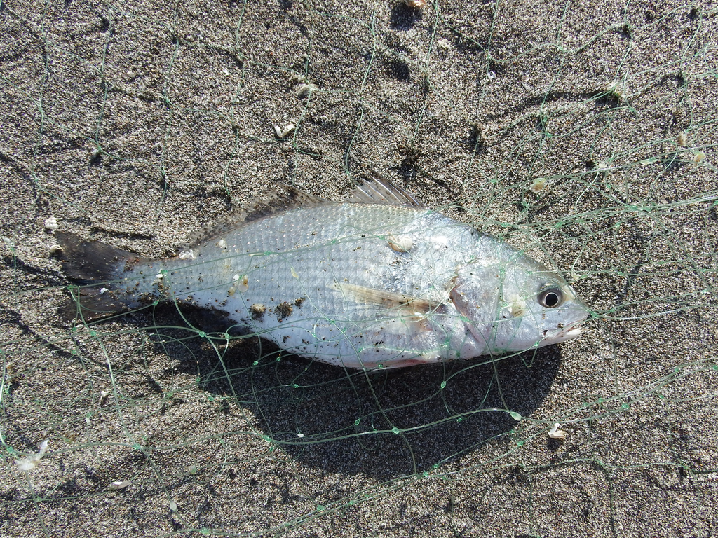 Sciaena deliciosa