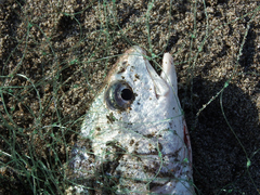 Callaus deliciosa