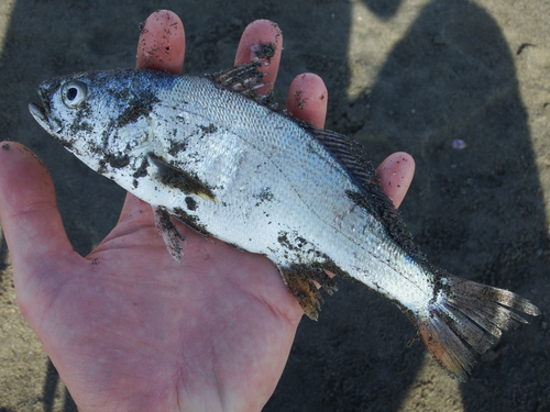 Corvina drum (Cilus gilberti) — Sciaenidae — 2