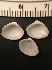 Transennella conradina