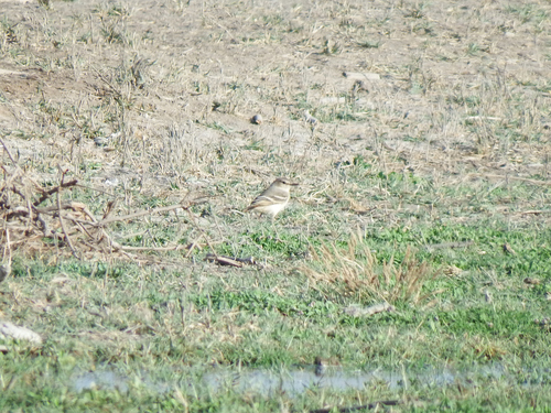 Short-tailed Field Tyrant