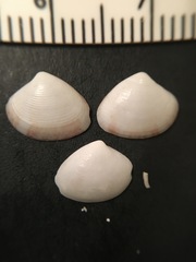 Transennella conradina