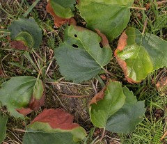 Phylloporia bistrigella