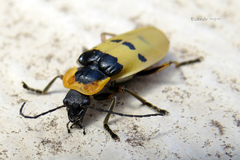 Chauliognathus missionum