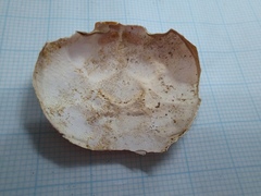 Geothelphusa eucrinodonta