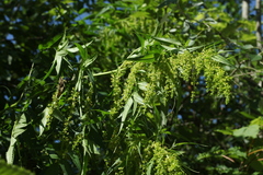 Datisca cannabina