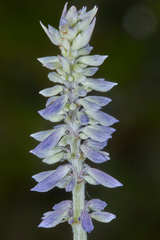 Salvia farinacea
