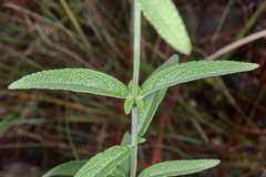 Salvia farinacea