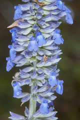Salvia farinacea