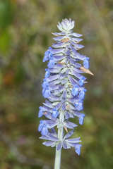Salvia farinacea