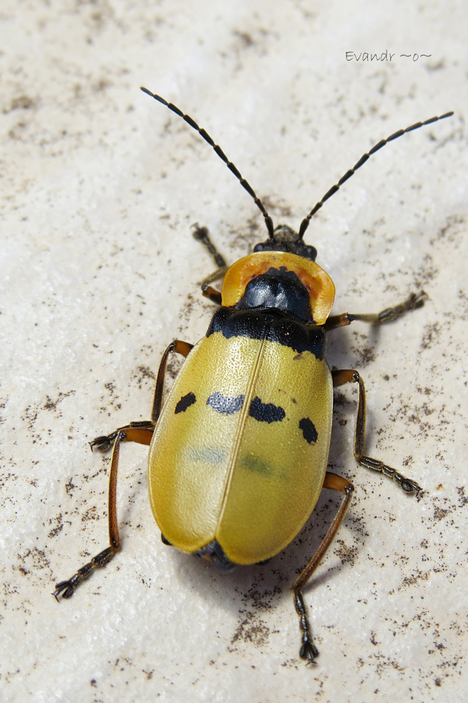 Chauliognathus missionum