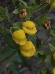 Calceolaria glandulosa