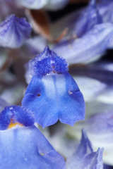 Salvia farinacea