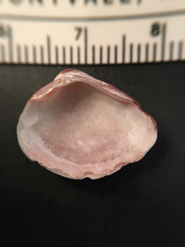 Florida Marsh Clam