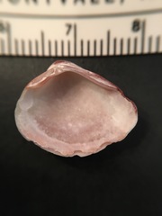 Polymesoda floridana