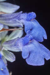 Salvia farinacea