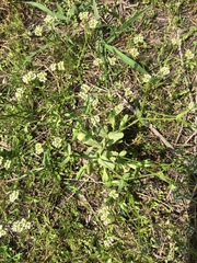 Valerianella radiata