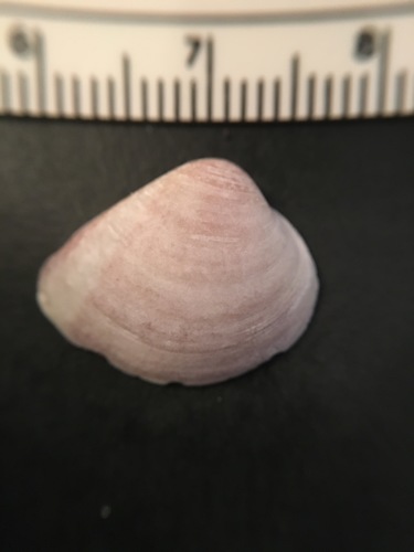 Florida Marsh Clam