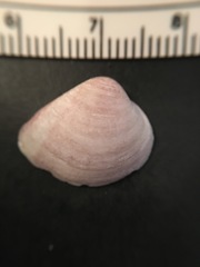 Polymesoda floridana