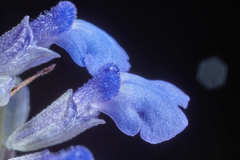 Salvia farinacea
