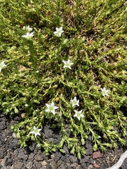 Arenaria serpens