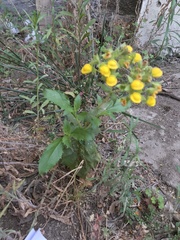 Calceolaria glandulosa