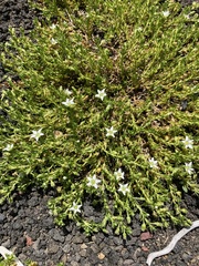 Arenaria serpens