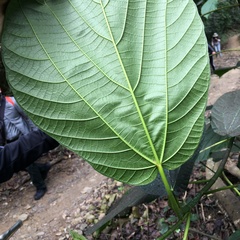 Ficus ruficaulis