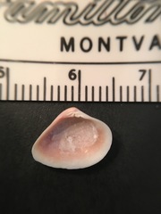 Transennella conradina