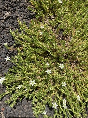 Arenaria serpens