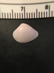 Transennella conradina