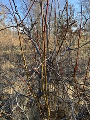 Peraphyllum ramosissimum