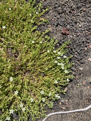 Arenaria serpens