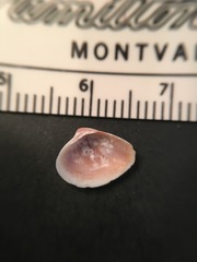 Transennella conradina