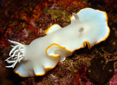 Ardeadoris egretta