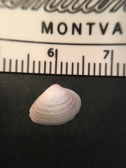 Transennella conradina