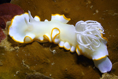 Ardeadoris egretta