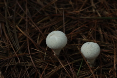 Lycoperdon