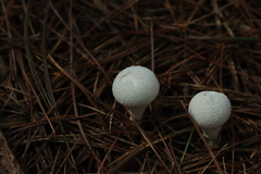 Lycoperdon