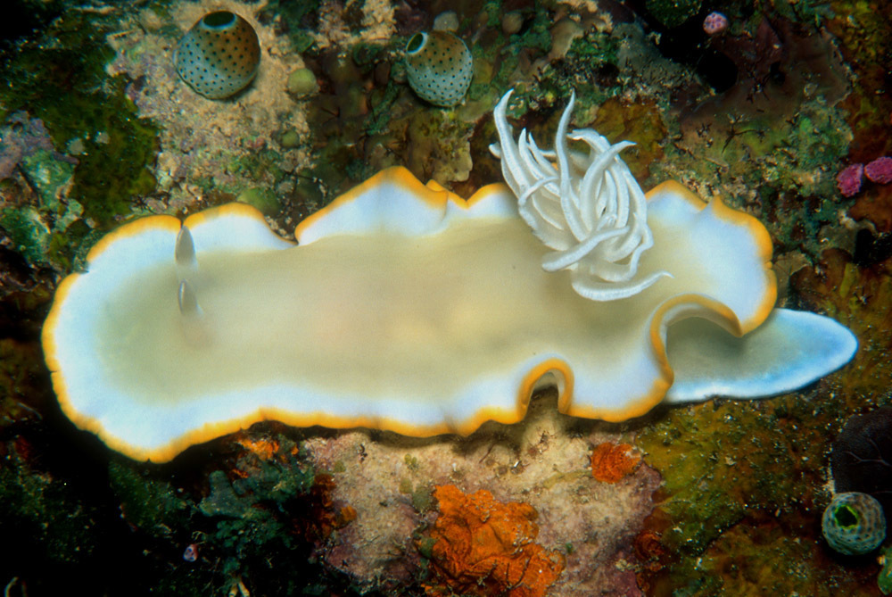 Ardeadoris egretta