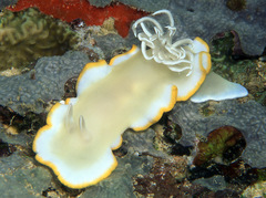 Ardeadoris egretta