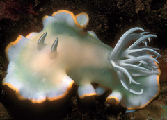 Ardeadoris egretta