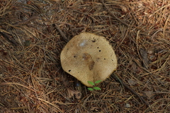 Basidiomycota